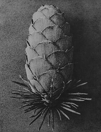 Larix Decidua, European Larch, Young Cone, from the "Urformen der Kunst" (Art Forms in Nature) book