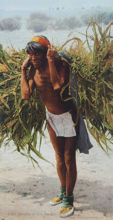 Bringing in the Harvest, Moki Pueblos, Arizona