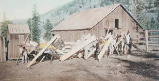 Colorado Burros Loaded with Lumber