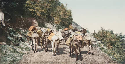 Colorado Pack Train on Mountain Road