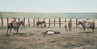 Colorado, "The Round Up," Roping a Steer