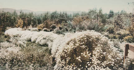 California Border of Margharitas, Pasadena