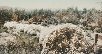 California Border of Margharitas, Pasadena