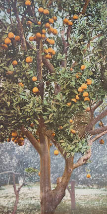 A California Orange Tree