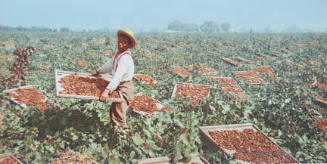 Raisin Drying Racks in Southern California