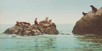 Seal Rocks