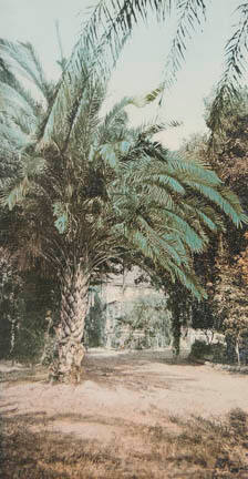 California, Palms of Glen Annie