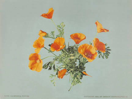 California Poppies