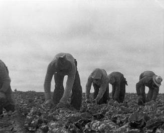 Filipinos Cutting Lettuce. Salinas, California