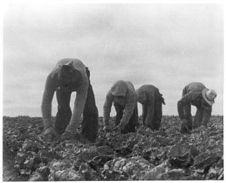 Filipinos Cutting Lettuce. Salinas, California