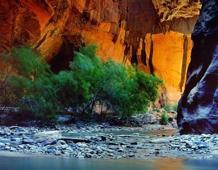 Zion Narrow #1