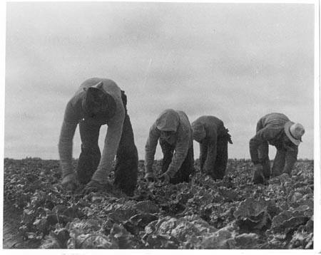 Filipinos Cutting Lettuce. Salinas, California