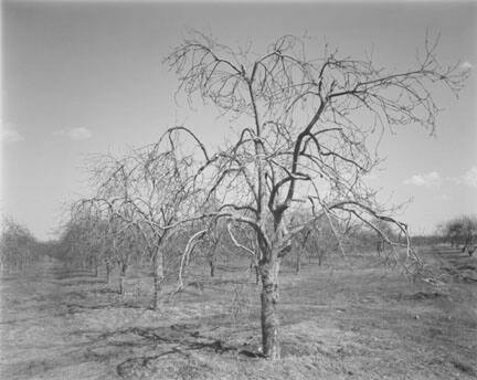 Pulteneyville Orchard