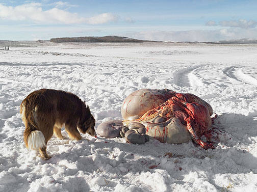 Cow Entrails, Siems Ranch, Merna, Wyoming