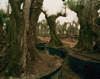 Olive Tree Sales Lot, Lazio, from the "Architecture of Resignation" series