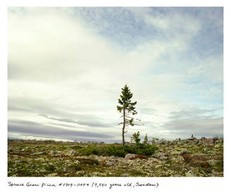 Spruce Gran Picea #0909-11A07 (9,550 years old, Dalarna, Sweden)