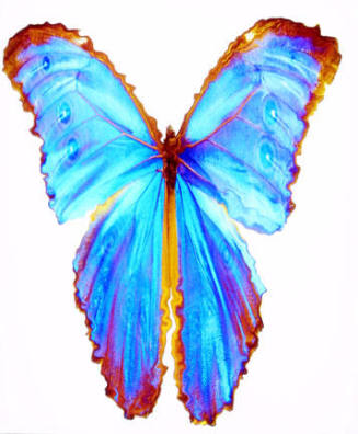 Blue Morpho Butterfly