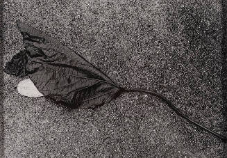 Untitled (leaf)