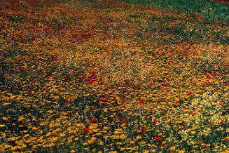 Sicily, from the "Creation" portfolio