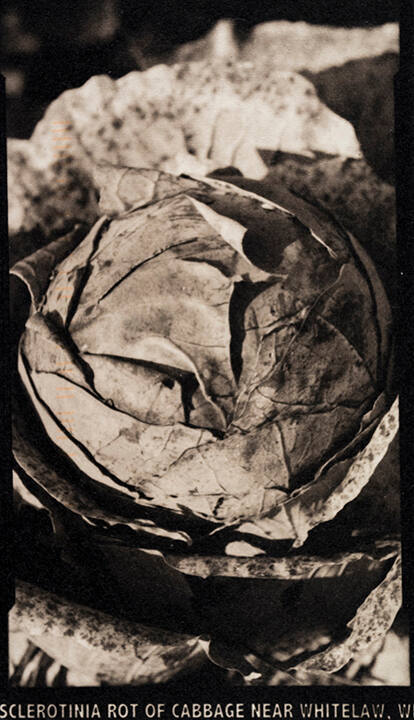 Sclerotinia Rot of Cabbage Near Whitelaw, WI, from the "Real Photo Postcards of People & Places" series