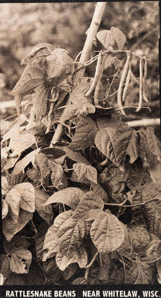 Rattlesnake Beans Near Whitelaw, Wis.,from the "Real Photo Postcards of People & Places" series