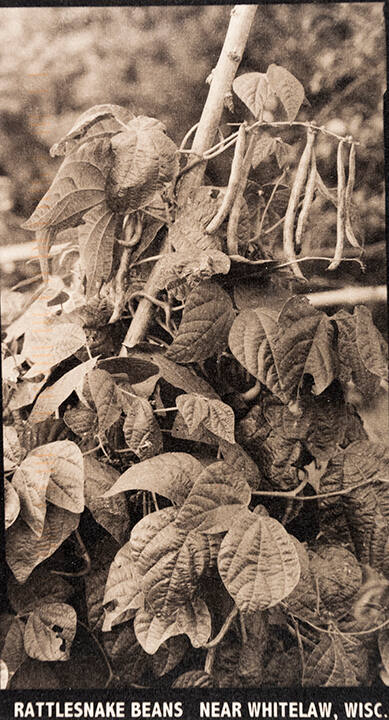 Rattlesnake Beans Near Whitelaw, Wisc., from the "Real Photo Postcards of People & Places" series