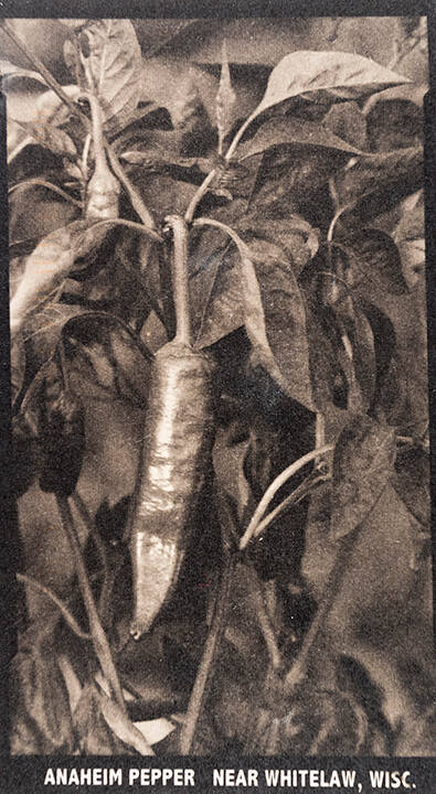 Anaheim Pepper near Whitelaw, Wisc., from the "Real Photo Postcards of People & Places" series