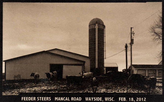 Feeder Steers Mancal Road Wayside, Wisc. Feb 18, 2012, from the "Real Photo Postcards of People & Places" series