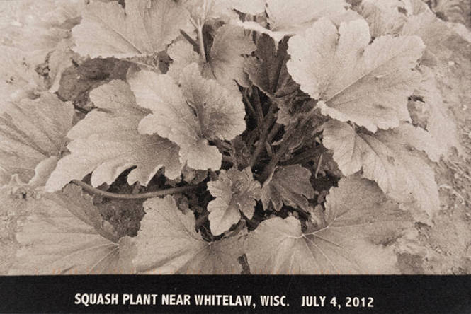 Squash Plant near Whitelaw, Wisc. July 4, 2012, from the "Real Photo Postcards of People & Places" series