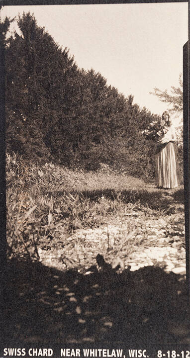 Swiss Chard near Whitelaw, Wisc. 8-18-12, from the "Real Photo Postcards of People & Places" series