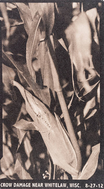 Crow Damage near Whitelaw, Wisc. 8-27-12, from the "Real Photo Postcards of People & Places" series