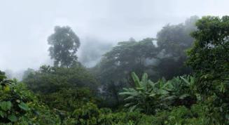 Botanical Observation, Forest-Shaded Coffee Plantation, from the "Atlas of the Andes" project