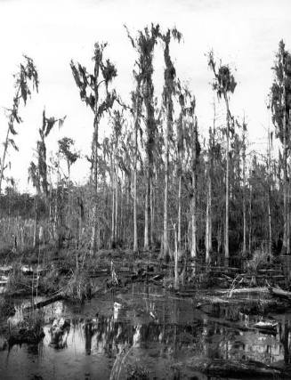 A Cypress Swamp