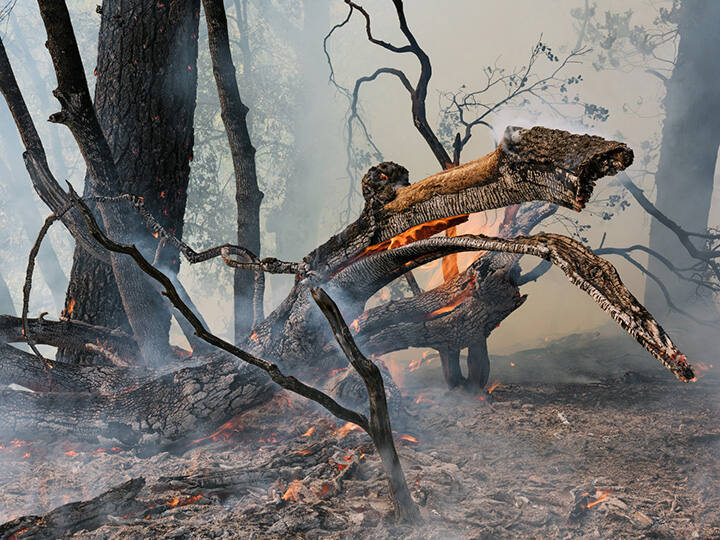 Wildfire, California, from the "Human Nature" series