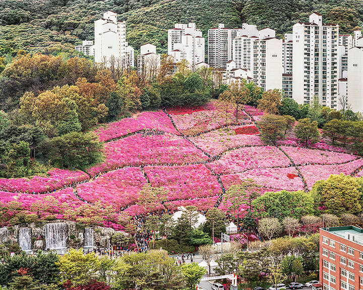 Royal Azaleas Hill