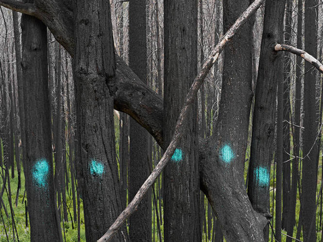 Trees Marked for Cutting after a Wildfire, National Park Service, California, from the "Human Nature" series