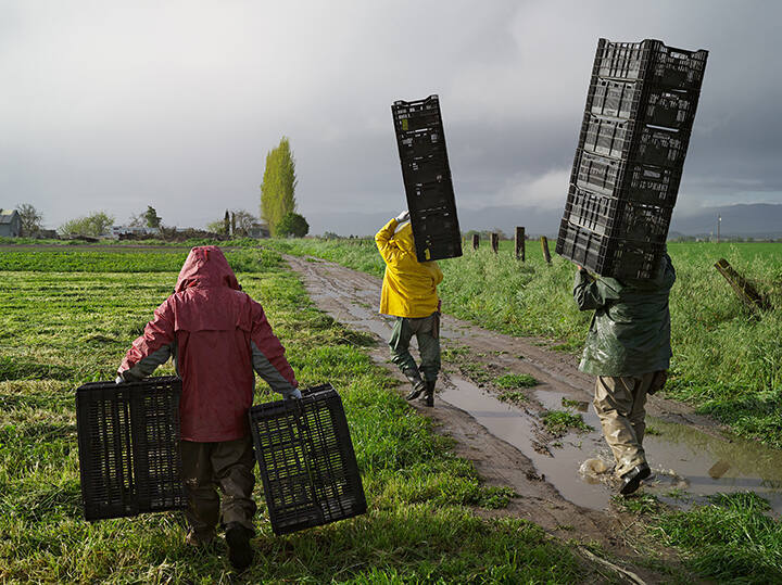 Jesús, José, and Luis Harvesting Turnips and Miner’s Lettuce, Heirloom Organic Gardens, California, from the "Human Nature" series