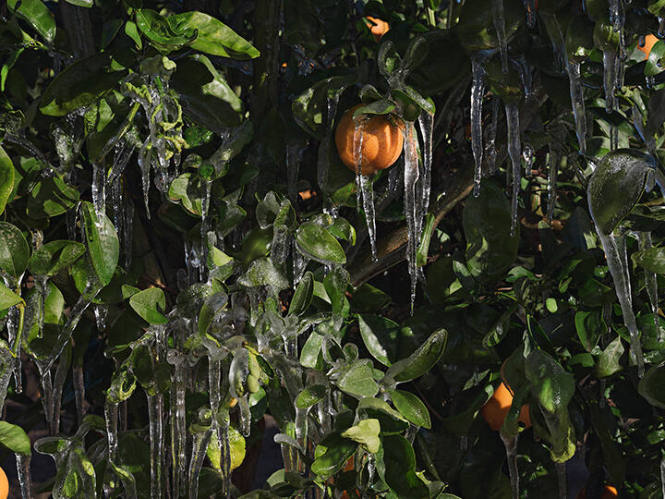 Ice to Protect Orange Trees from the Cold, California, from the "Human Nature" series