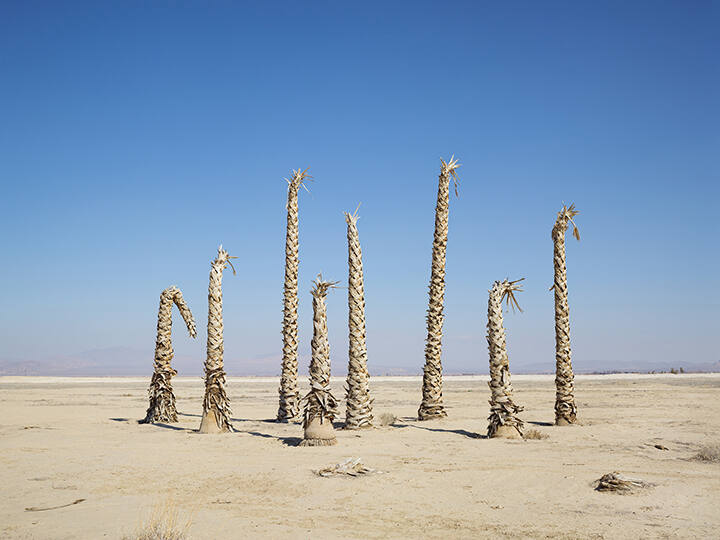 Palm Trees without Water, California, from the "Human Nature" series