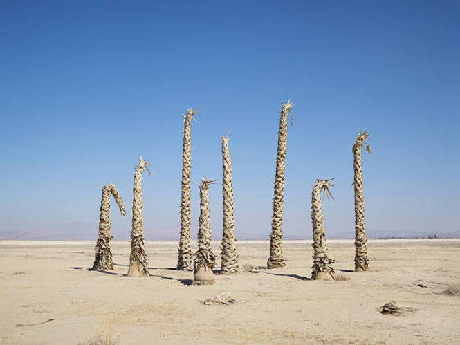 Palm Trees without Water, California, from the "Human Nature" series