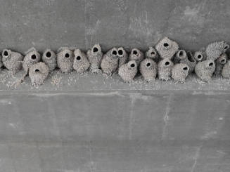 Cliff Swallow Nests under a Highway Overpass, Nevada, from the "Human Nature" series