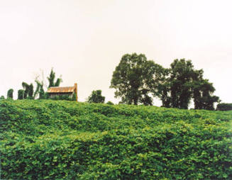 Kudzu and House, Tuscaloosa County, AL