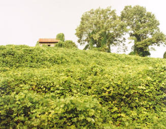 Kudzu and House, Tuscaloosa County, AL