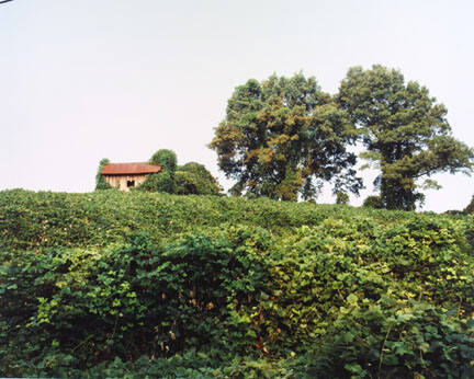 Kudzu and House, Tuscaloosa County, AL