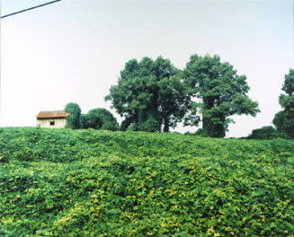 Kudzu and House, Tuscaloosa County, AL