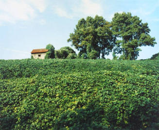 Kudzu and House, Tuscaloosa County, AL