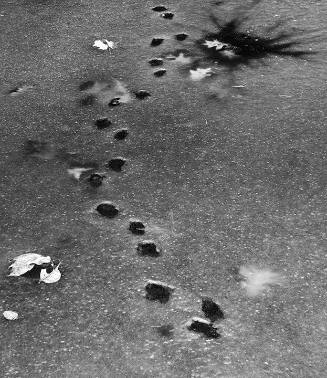 Tracks, Matthiessen State Park