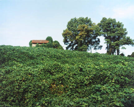 Kudzu and House, Tuscaloosa County, AL