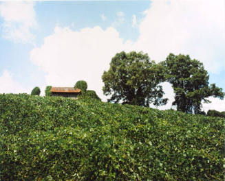 Kudzu and House, Tuscaloosa County, AL