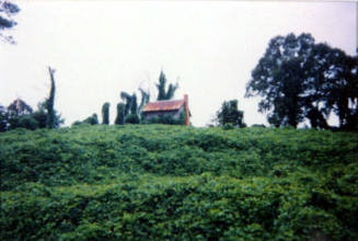 Kudzu and House, Tuscaloosa County, AL